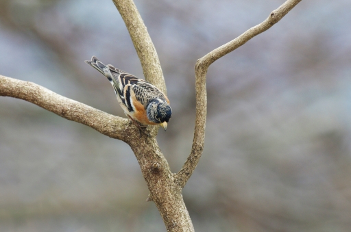 2022-02-22 Mitoufle
Mitoufle [Faune sauvage]
