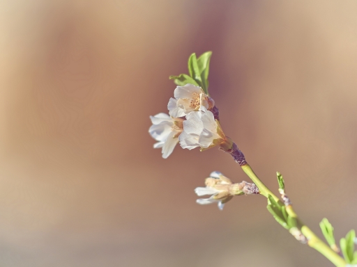 2022-02-28 vinhug
vinhug [Flore et Botanique]
