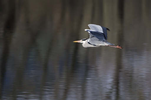 2022-03-07 charlysouho
charlysouho [Faune sauvage]

