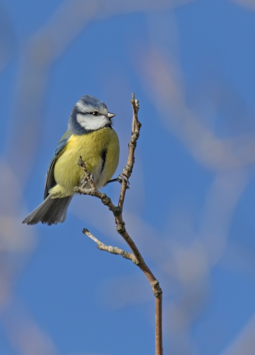 2022-03-28 dedales
dedales [Faune sauvage]
