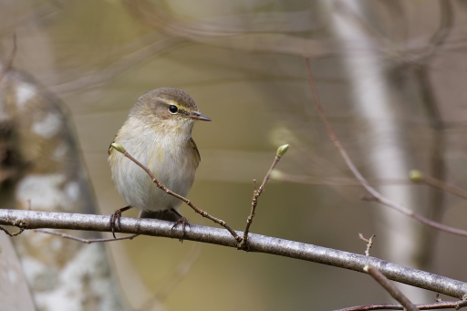 2022-03-29 charlysouho
charlysouho [Faune sauvage]
