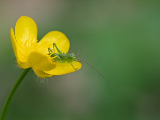 2022-04-25 Dan2
Dan2 [Macro et proxiphotographie nature] 
