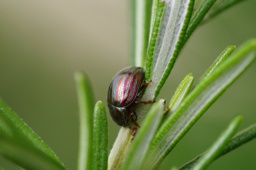 2022-05-03 Agnesjea
Agnesgea [Macro et proxiphotographie nature]
