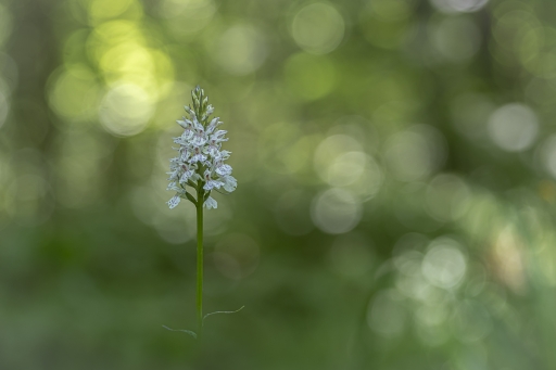 2022-06-07 Opus21
Opus21 [Macro et proxiphotographie nature]
