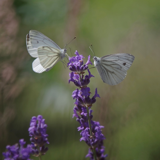 2022-06-27 charlysouho
charlysouho [Macro et proxiphotographie nature] 
