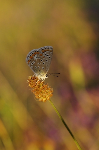 2022-07-19 papy57
papy57 [Macro et proxiphotographie nature] 
