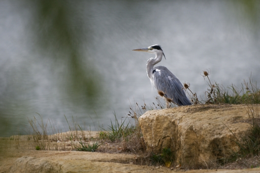 2022-09-12 charlysouho
charlysouho [Faune sauvage]
