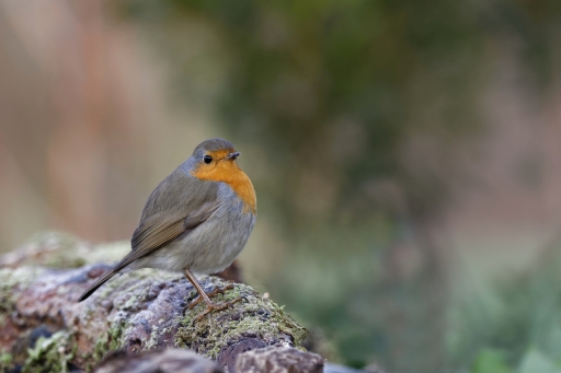 2023-02-14 charlysouho
charlysouho [Faune sauvage]
