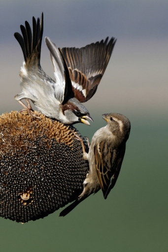 2023-03-07 charlysouho
charlysouho [Faune sauvage]
