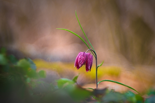 2023-03-13 Opus21
Opus21 [Macro et proxiphotographie nature]
