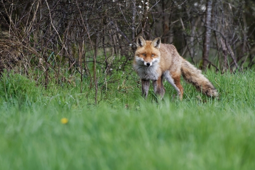 2023-04-18 charlysouho
charlysouho [Faune sauvage]
