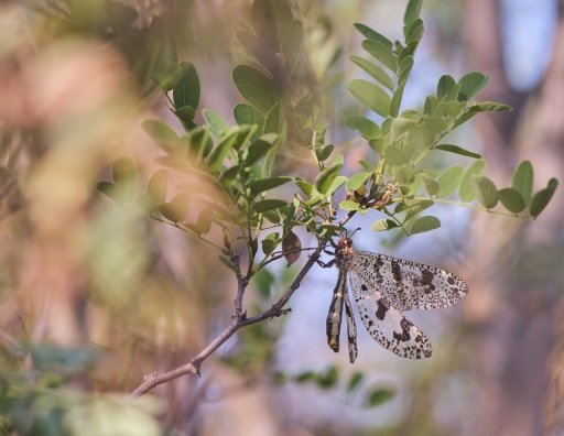 2023-07-03 olilignan
olilignan [Macro et proxiphotographie nature] 
