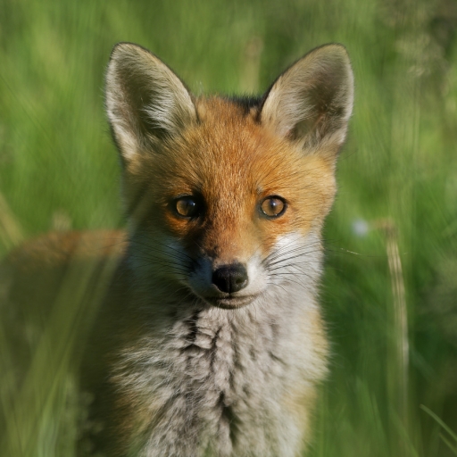 2023-07-16 charlysouho
charlysouho [Faune sauvage]
