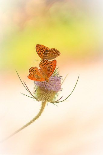 2023-07-30 Opus21
Opus21 [Macro et proxiphotographie nature] 
