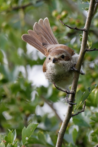 2023-09-18 charlysouho
charlysouho [Faune sauvage]
