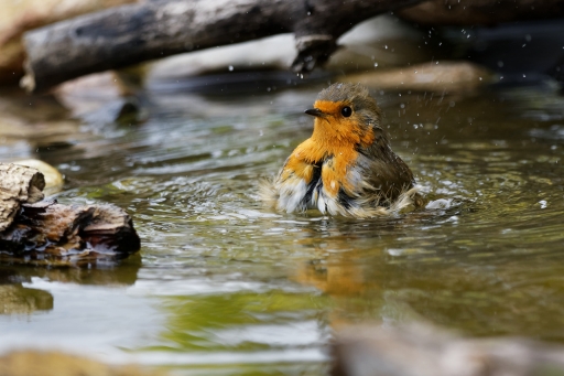 2023-10-02 charlysouho
charlysouho [Faune sauvage] 
