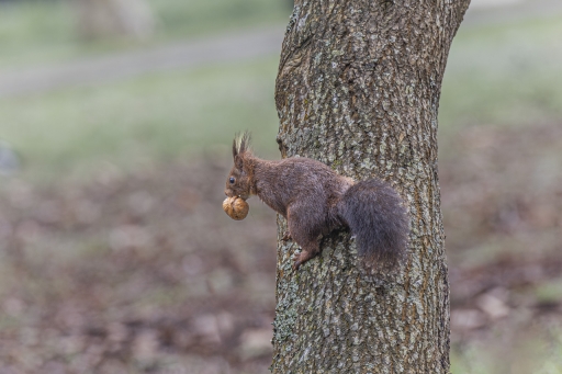 2024-01-29 jagulian
jagulian [Faune sauvage] 
