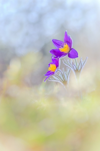 2024-03-25 Opus21
Opus21 [Flore et Botanique] 
