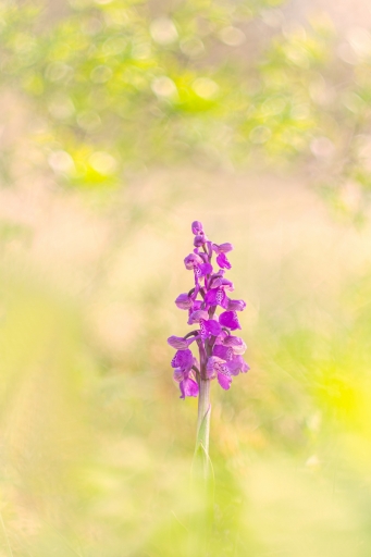 2024-04-15 Opus21
Opus21 [Flore et Botanique]
