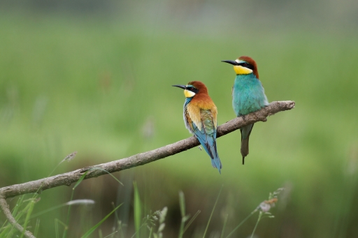 2024-05-27 charlysouho
charlysouho [Faune sauvage ]
