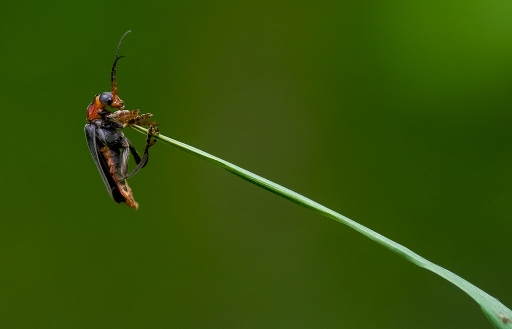 2019-05-20 Mickmac
Mickmac [Macro et proxiphotographie nature]
