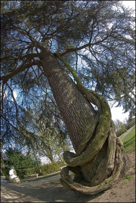 2009-04-01 / chd
Par: chd - [  Arbres / Forets / Vegetation ]
