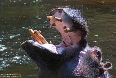 2009-06-24 / joelaloose 
Par: joelaloose [Série - Journée au Zoo]
