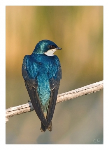 Juillet 2011 - Charrac
Juillet 2011 - Charrac
