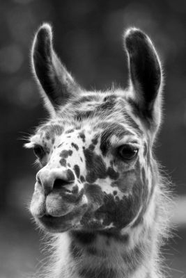 2009-08-26 / damzed
Par: damzed - [ Zoo & parcs animaliers ]
