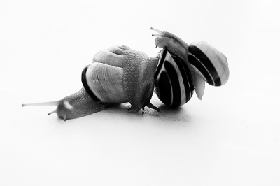 2009-08-28 / philippe_e
Par: philippe_e - [ Noir et Blanc, Sepia et desaturation partielle ]
