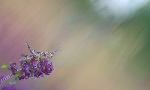 2020-07-19 papy57
papy57 [Macro et proxiphotographie nature] 
