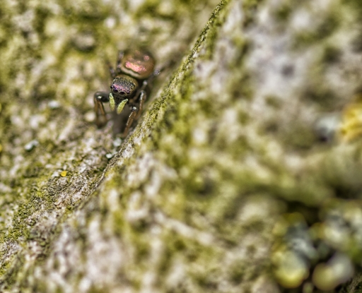 2018-04-09 TOFTOF
TOFTOF [Macro et proxiphotographie nature]
