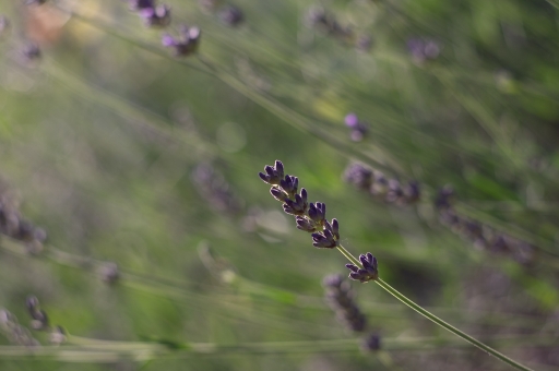 2018-06-18 bbert
bbert [Flore et Botanique]
