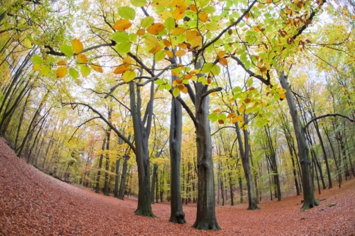 [Novembre 2019] Comme un petit air d'automne
Zygonyx "Douce Hêtraie"
