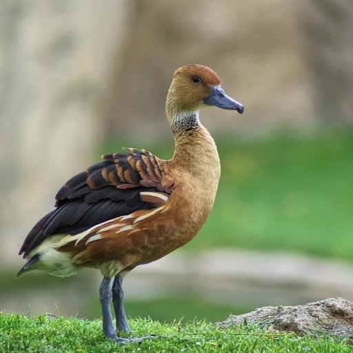 2019-02-11 berzip
berzip [Animaux domestiques ou captifs]
