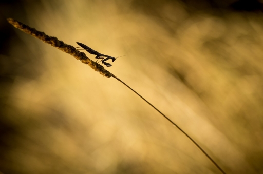 2013-08-14 / olilignan
olilignan [ Macro et proxy-photo ]
