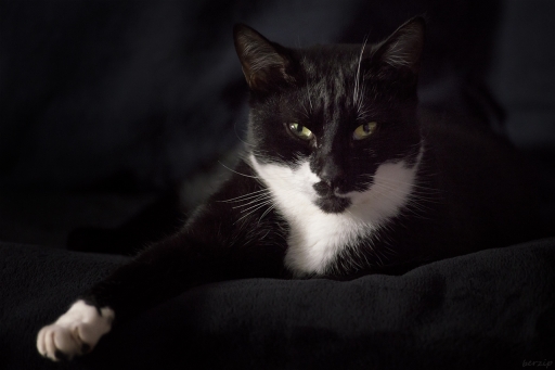 2019-12-16 berzip
berzip [Animaux domestiques ou captifs]
