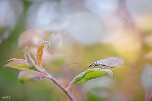 2020-01-26 CarpoDingo
CarpoDingo [Macro et proxiphotographie nature] 
