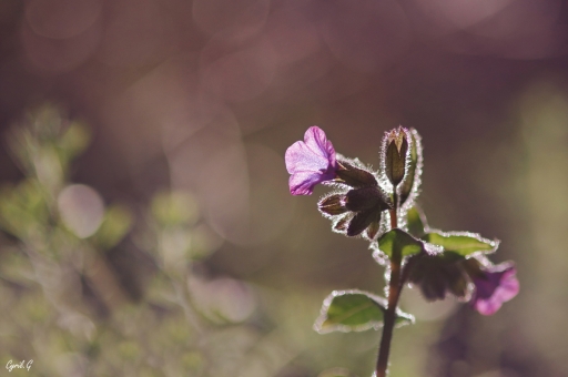 2020-03-23 CarpoDingo
CarpoDingo [Flore et Botanique]
