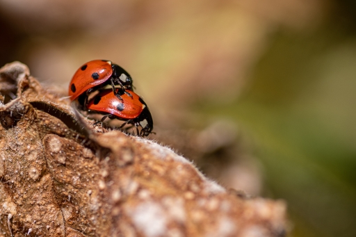 2020-04-06 TOFTOF
TOFTOF [Macro et proxiphotographie nature] 

