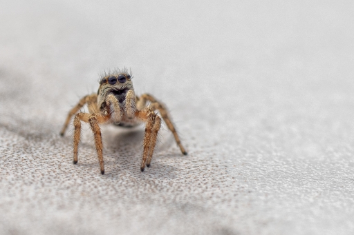 2020-05-18 TOFTOF
TOFTOF  [Macro et proxiphotographie nature] 
