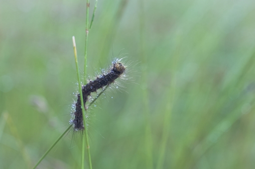 2020-06-21 Opus21
Opus21 [Macro et proxiphotographie nature] 
