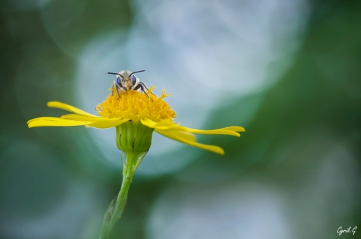 2020-07-06 CarpoDingo
CarpoDingo [Macro et proxiphotographie nature] 
