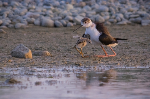 2020-09-28 CarpoDingo
CarpoDingo  [Faune sauvage] 
