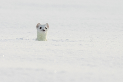 2021-01-25 ASM
ASM "Mademoiselle l'hermine"
