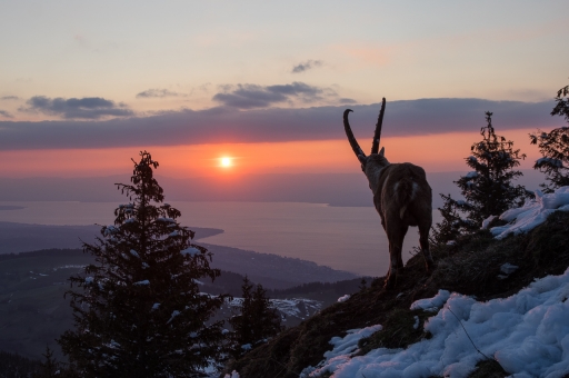 2020-04-26 ASM
ASM [Faune sauvage] 
