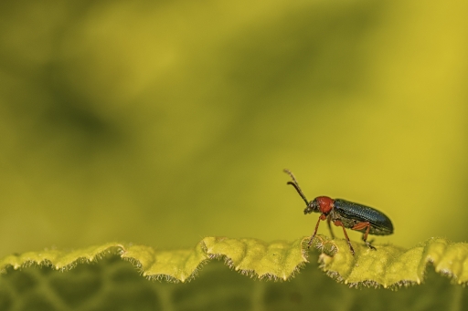 2021-04-26 TOFTOF
TOFTOF [Macro et proxiphotographie nature] 
