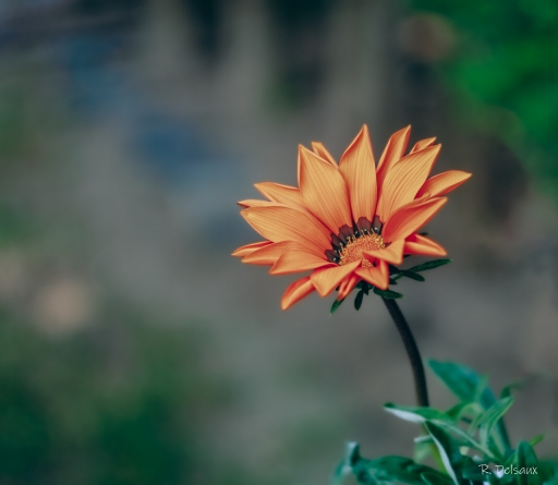 2022-05-17 einstein1976
einstein 1976 [Flore et Botanique] 
