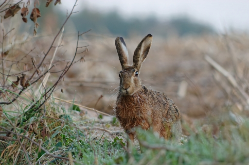 2022-07-12 Rico Slash
Rico Slash "Faune sauvage de Normandie dans un rayon de 500m autour de chez moi"
