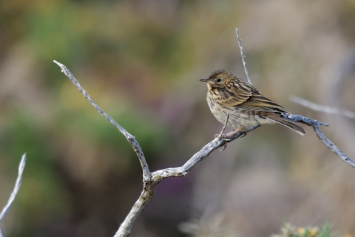2023-08-08 Charlysouho
charlysouho [Faune sauvage]
